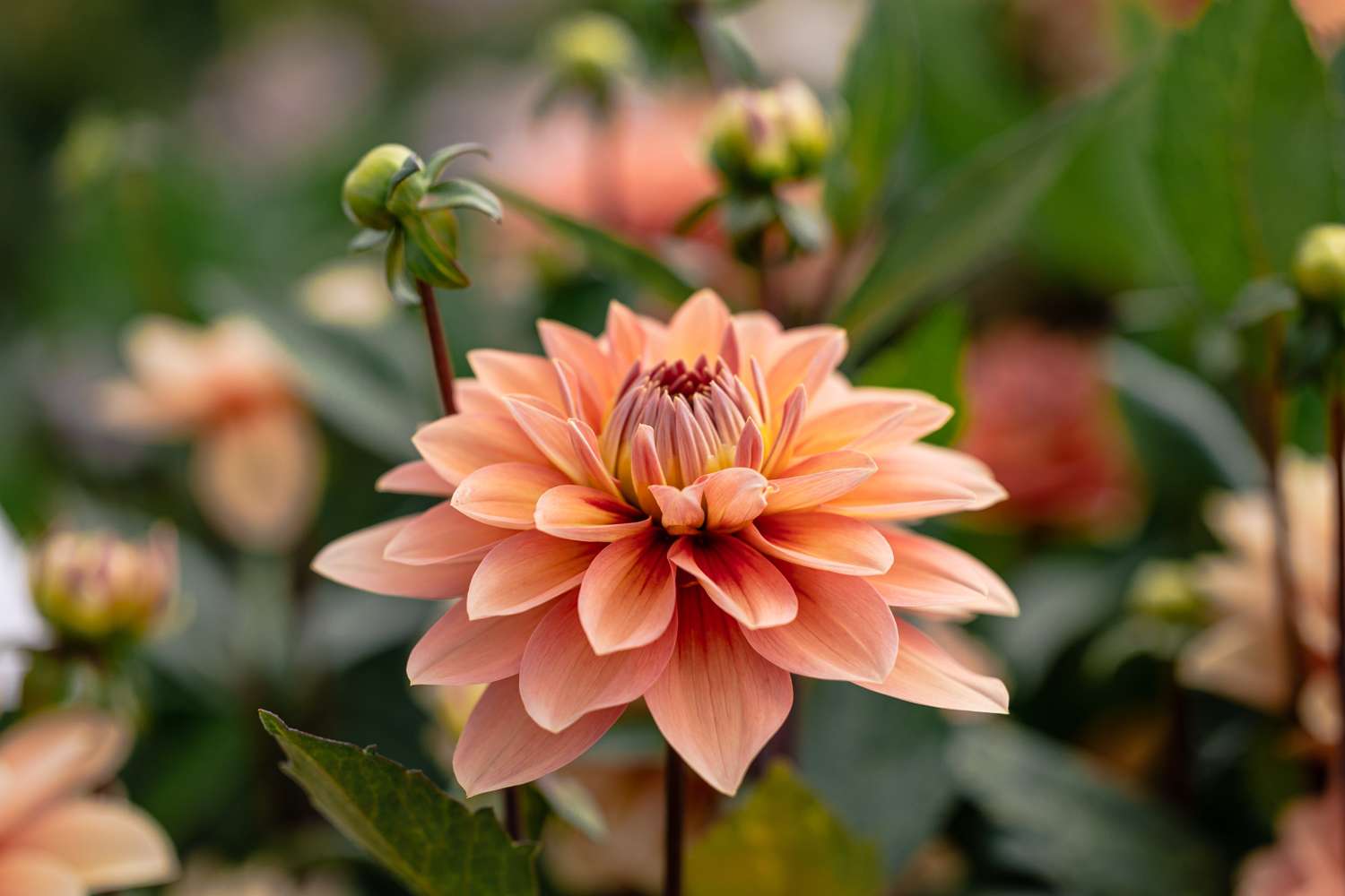 Dahlie 'Nicholas'
